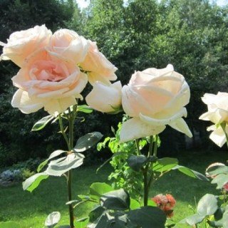 Троянда плетиста Гранд Могюл (Grand Mogul)