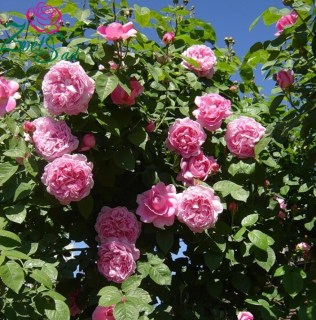 Троянда англійська Мері Роуз (Mary Rose) [контейнер 2л.]