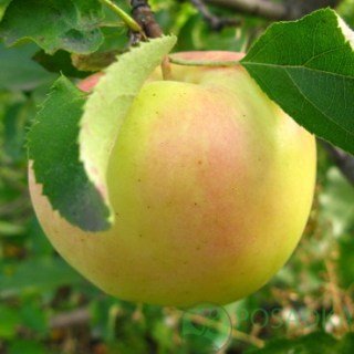 Яблуня Оріон [1-річна з відкритим коренем]