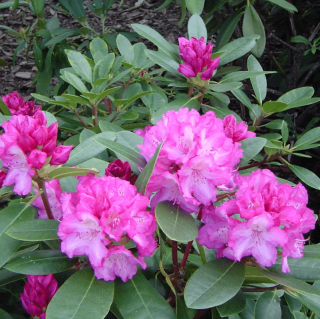 Рододендрон Хелликки