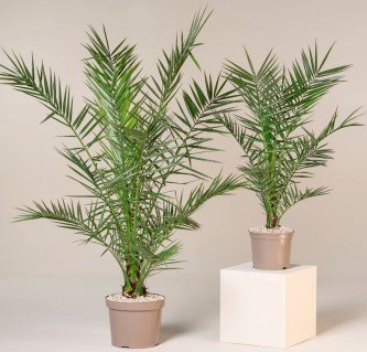 Фінікова пальма Канарська 