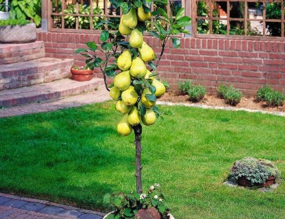 Груша колоновидна Декору [1-річна з відкритим коренем]