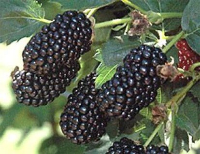 1024329970_w640_h640_sazhentsy-ezheviki-prajm