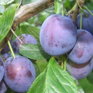 Слива Валевська [2-річна з відкритим коренем]