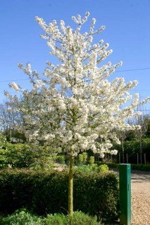 Яблуня Еверест (райські яблука) [1-річна з відкритим коренем]