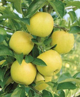 1052068481_w640_h640_yablonya-gibson