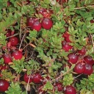 Журавлина великоплідна Пілігрим