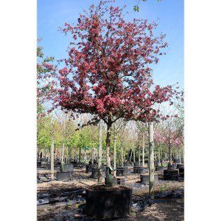 10564-malus-royalty-habi01-600x600