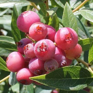 1072344497_w500_h500_pink-limonad-