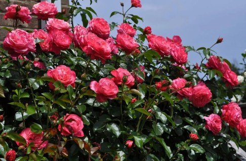 1085539923_w640_h640_sazhntsy-pletistoj-rozy