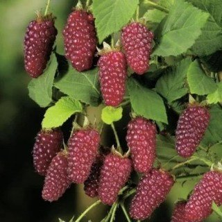 Ежемалина Букінгем Тайберрі