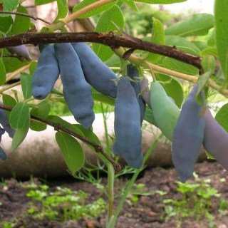 Жимолость їстівна Амфора [1-річна, контейнер 0.5л]