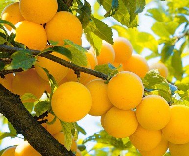 Алича Гек [2-річна з відкритим коренем]