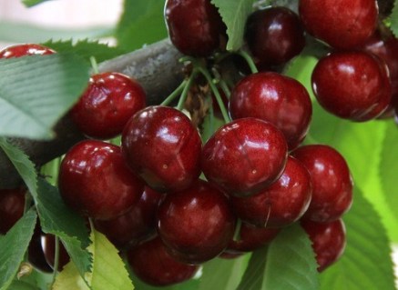 Черешня Василина [2-річна з відкритим коренем]