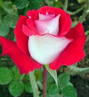 1143438367_w640_h640_1143438367