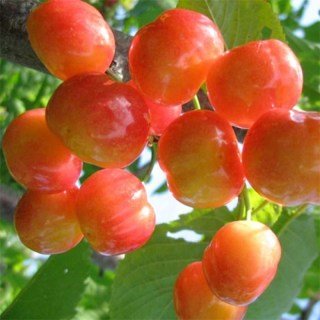 116614543_images_13719786061