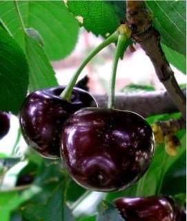 116615053_images_13719768649