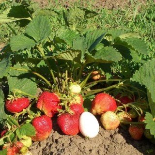 118aa7e4bf81c1bf3f5f8a248a4d3fc0