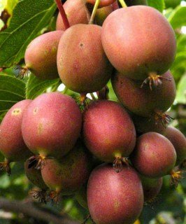 Актинідія Кенс Ред