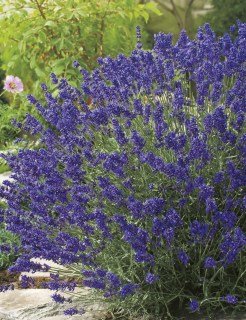 122067-lavender-hidcote-blue