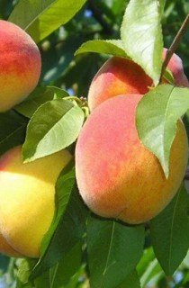 1234294236_w640_h640_sazhentsy-persika-tvard61