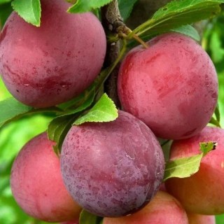 1234984593_w640_h640_sazhentsy-alychi-dandi