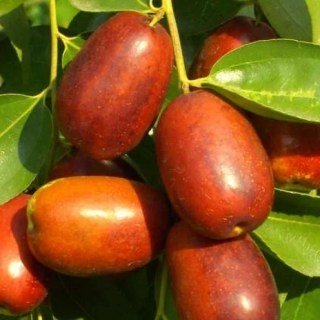 Зизифус (унаби) Китайський 2А