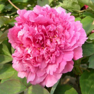 Піон деревовидний Hu Hong (сіянець)