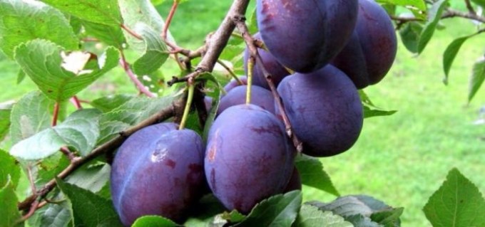 1259142-241311-29x261296