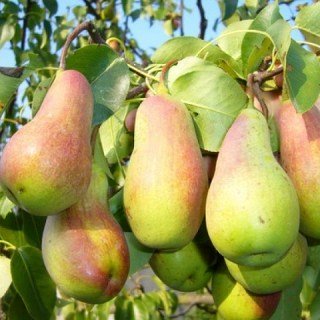 127046483_images_14280414516