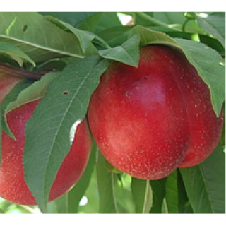 Нектарин Магалі (Magali) [2-річний з відкритим коренем]