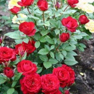 Троянда мініатюрна Ред Мін