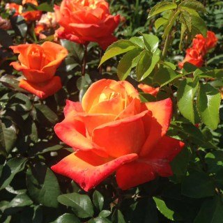 1282734042_roza-chajno-gibridnaya-vudu