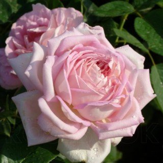 Троянда Муриам (Myriam)