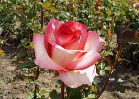 1292469046_roza-kuin-amazon