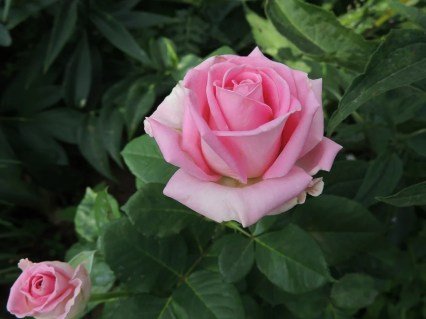 1296082112_w640_h640_chajno-gibridnaya-roza-sorta