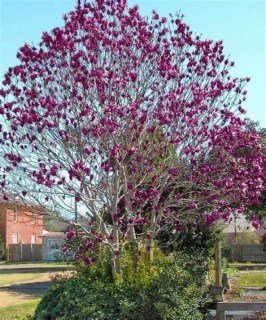 129de3f59f0e58d539b608a2b61e91ca