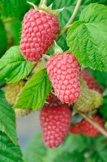 12ea28e445deafe390d40752500d