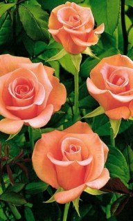 Троянда Ленні