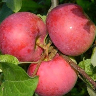 Яблуня Женева Ерлі [1-річна з відкритим коренем]