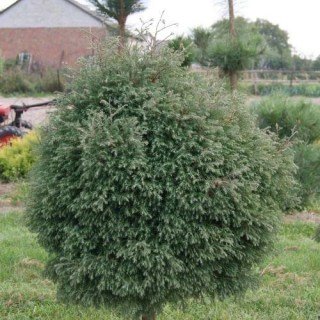 Туя західна вересковидна Ельвангера