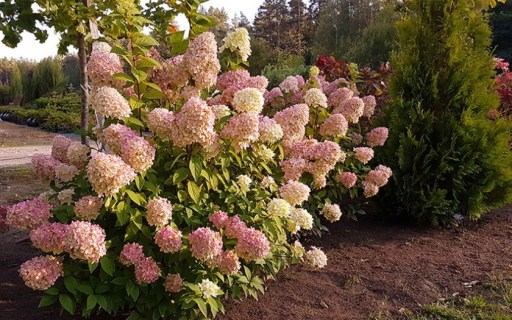 Гортензія волотиста Меджикал Світ Саммер (Magical Sweet Summer)