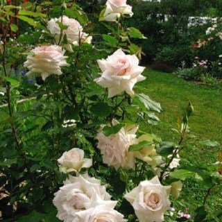 Троянда плетиста Шванензее (Schwanensee)