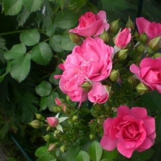 Роза канадская Луи Жолье (Louis Jolliet)