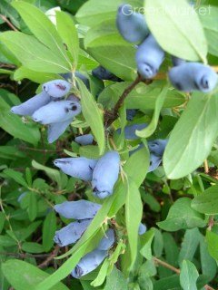 Жимолость їстівна Атут [1-річна, контейнер 0.5л]