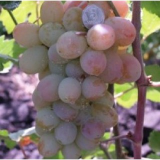 14542291026094-500x500