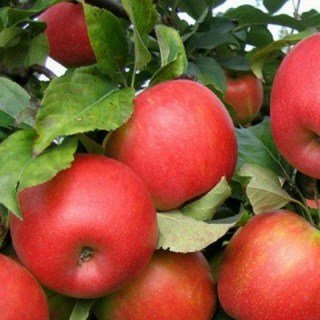 Яблуня Сансе [1-річна з відкритим коренем]