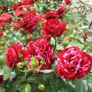 1457926041_roza-floribunda-dip