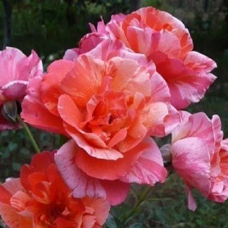 Троянда флорібунда Грімальді