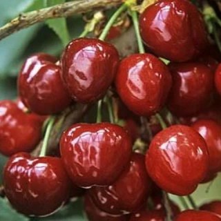 Черешня Валерія [2-річна з відкритим коренем]